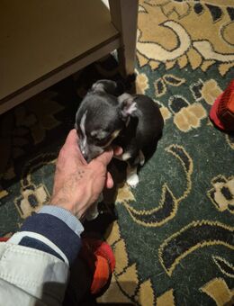 Letzter Rüde Chihuahua - Hannover Herrenhausen-Stöcken