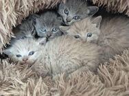 Russisch Blau - BKH Kitten - Wulften (Harz)