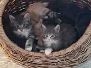 XXL Maine Coon Kitten mit Stammbaum Zuchtfreigabe - Elsdorf (Nordrhein-Westfalen)