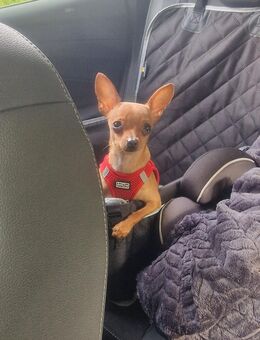 Chihuahua Mischlings Mädchen - Rieden (Rheinland-Pfalz)