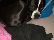 Boxer Mischling - Herne Wanne