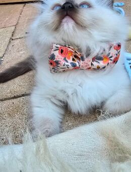 🐾✨ Liebevolle Ragdoll Kitten suchen ihr Für-Immer-Zuhause ✨🐾 - Hilgertshausen-Tandern