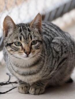 Liebe, junge Kater Lolo und Lucifer - Karlsruhe