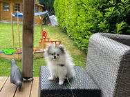 Pomeranian Hündin - Essen