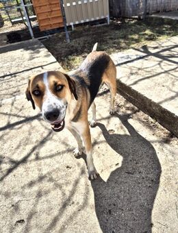 Thor - Griechische Schönheit - Dingolfing