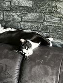 Wir suchen eine liebevolle Adoptivfamilie für Chico in 50999