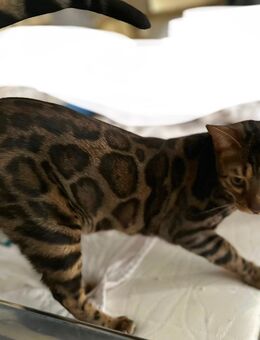 Bengal Kater - Berlin