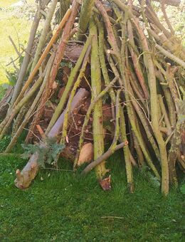 Stammholz an Selbstabholer in Edermünde zu verschenken - Edermünde