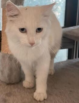 Liebevolle junge Katzen Chiara und Cora - Karlsruhe