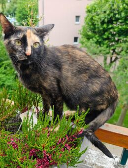 Wunderschöne und liebevolle Katze sucht ein neues Zuhause - Aachen