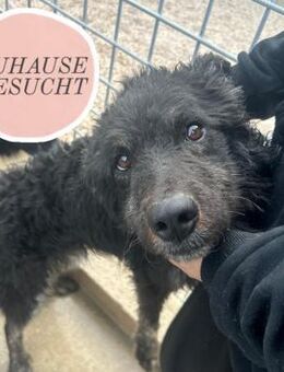 CORTESSE sucht liebevolles Zuhause❤️ - Saarbrücken