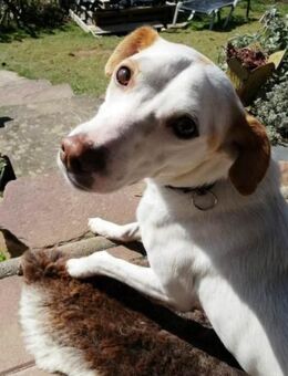 Thommy sucht ganz dringend ein Zuhause - Laatzen