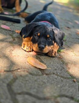 Rottweiler Welpen (Rüde) - Dernbach (Landkreis Südliche Weinstraße)