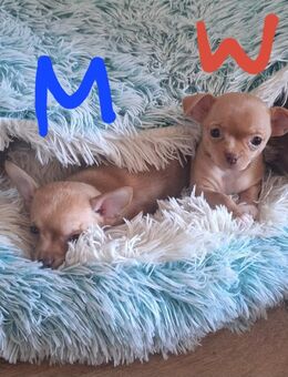 Chihuahua Welpen, reinrassig, kurzhaar, m/w - Merseburg