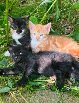 schwarzer Kater Kitten Katzenbaby Babykatze - Dippoldiswalde