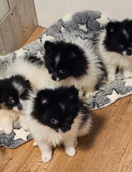 Pomeranian /Zwergspitz - Wiesau