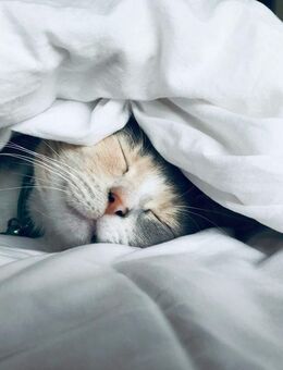 Bauen mit Vertrauen: Die Zukunft für Ihre Familie - Schlangen