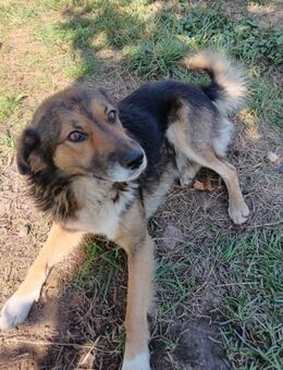 Liebevoller Noah sucht seine Menschen - Großefehn