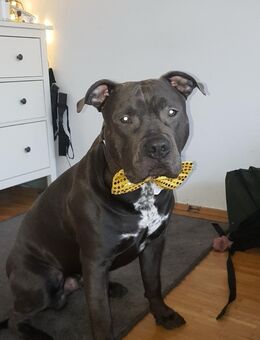 American Bulldog mischling - München
