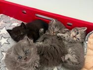 Kitten abzugeben - Sarstedt Zentrum