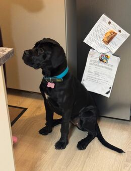 Doggen mix Welpe 7 Monate - Würzburg