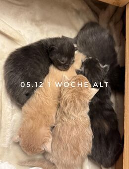 Mainecoon Kitten suchen liebevolles Zuhause - Welling