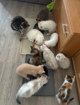 BKH-BLH Kitten suchen ein neues Zuhause - Berlin Neukölln