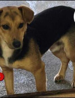 süßer Junghund Rio sucht ein Zuhause - Margetshöchheim