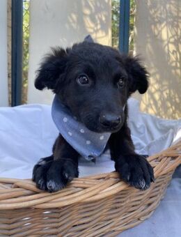 Charlie: Junghund sucht Zuhause - Neustadt (Rübenberge)