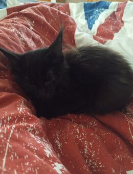 Reinrassige Maine Coon Weiblich 4 Monate - Magdeburg