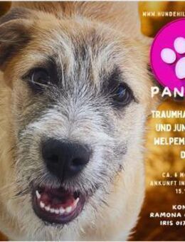 Pandora - Zuhause/Pflegestelle gesucht - Duisburg