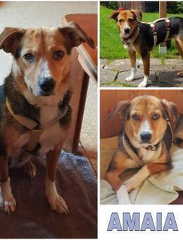 AMAIA -Zarte, freundliche Hündin- - Duisburg