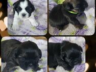 ShihTzu Welpen - Lengerich (Nordrhein-Westfalen)