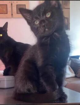 Schwarze Main coon mix katzen Babys Ulm - Ulm
