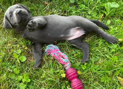 Reinrassige Labradorwelpen der Arbeitslinie in charcoal, champagner/silber