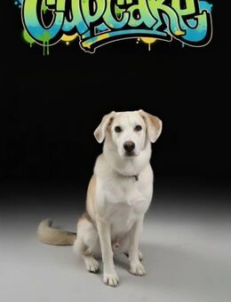 Liebevoller Mischling - Offenbach (Main) Bürgel