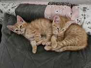 2 rote Katzenbabys/Weibchen suchen ein zu Hause ! - Langelsheim