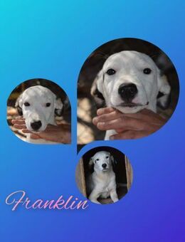 Franklin - sucht liebe Hundemenschen - Alfeld (Leine)
