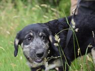 Unsere vier Terriermischlingswelpen Tara, Maggy, Jonny und Willy ca 5 Monate alt und ca 35-45 cm groß - Angern