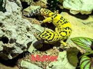 Leopardgeckos NZ 45€ - Danndorf