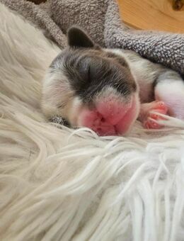 Blauer Husky-Panda Französische Bulldogge – Rüde, Abgabe mit 12 Wochen - Nürnberg