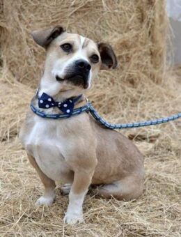 Pannon Peti von kettenlos - Bollingstedt