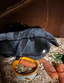 Kaninchen suchen liebevolles Zuhause in 26670