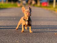 Französische Bulldogge - Mannheim