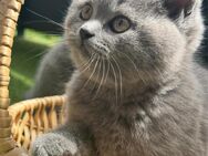 Reinrassige Britisch Kurzhaar Katzenbabys - Mönchengladbach