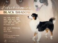 Australian Shepherd Deckrüde ASCA Black Tri Blue eyed Showlinie - Bayreuth