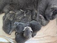 BKH Kitten, britisch kurzhaar Kitten, weiblich, männlich, Farbe Blue und Tabby - Bad Frankenhausen (Kyffhäuser)