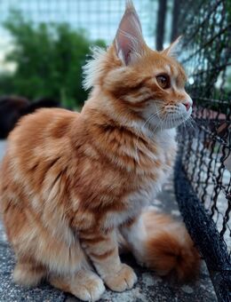 Maine Coon weiblich Kitten 7Monate - Starzach