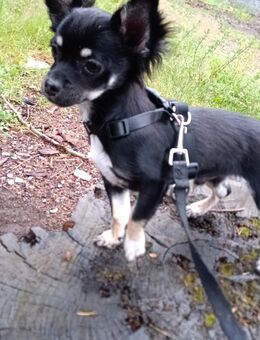 Reinrassiger Langhaar - Chihuahua Welpen abzugeben - Schmitten