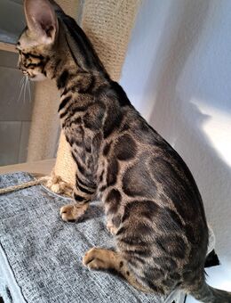 Spektakuläre Bengal Jungs mit XXL Rosetten! - Haßloch